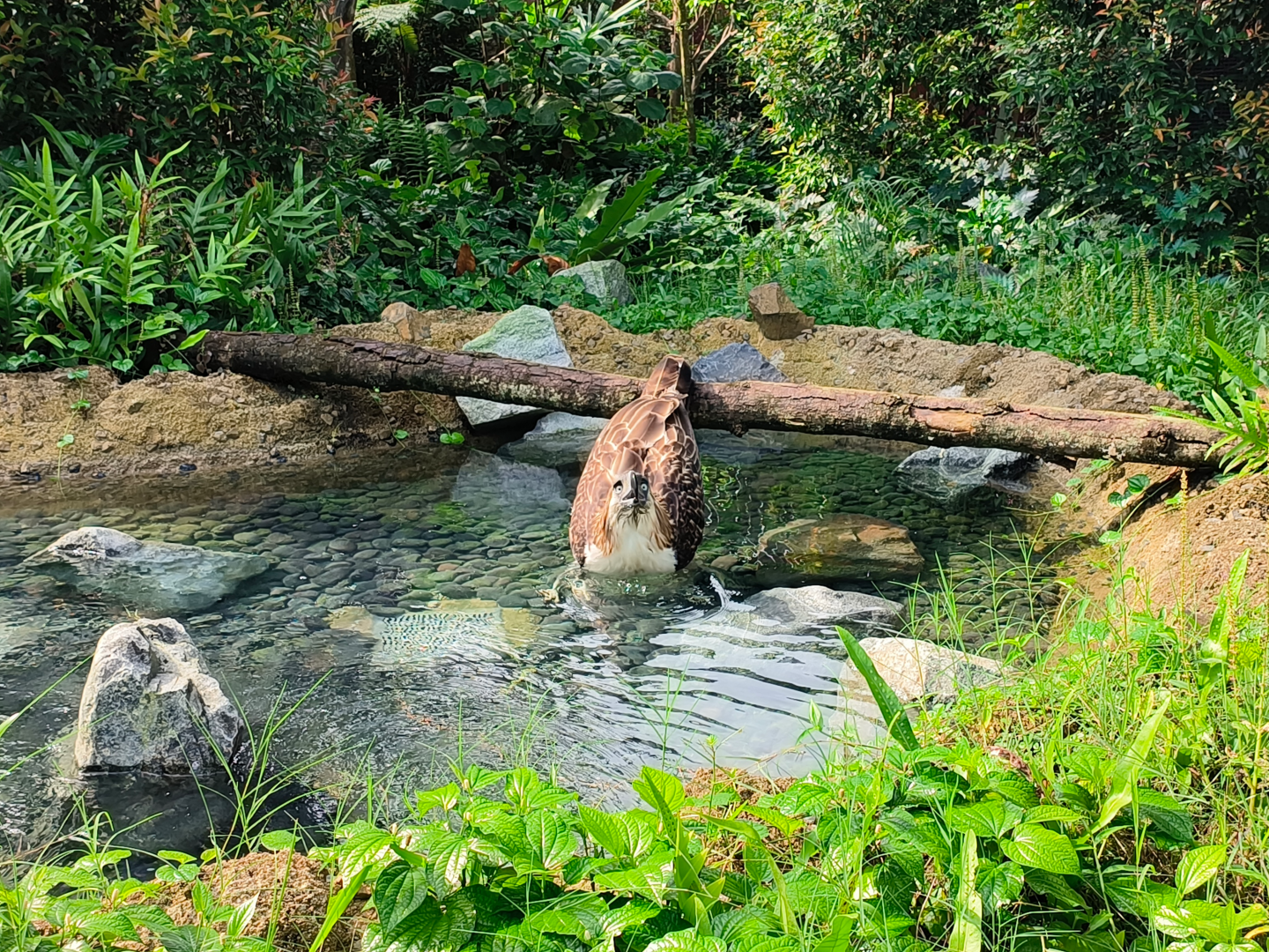 Philippine Eagle (Pithecophaga jefferyi)