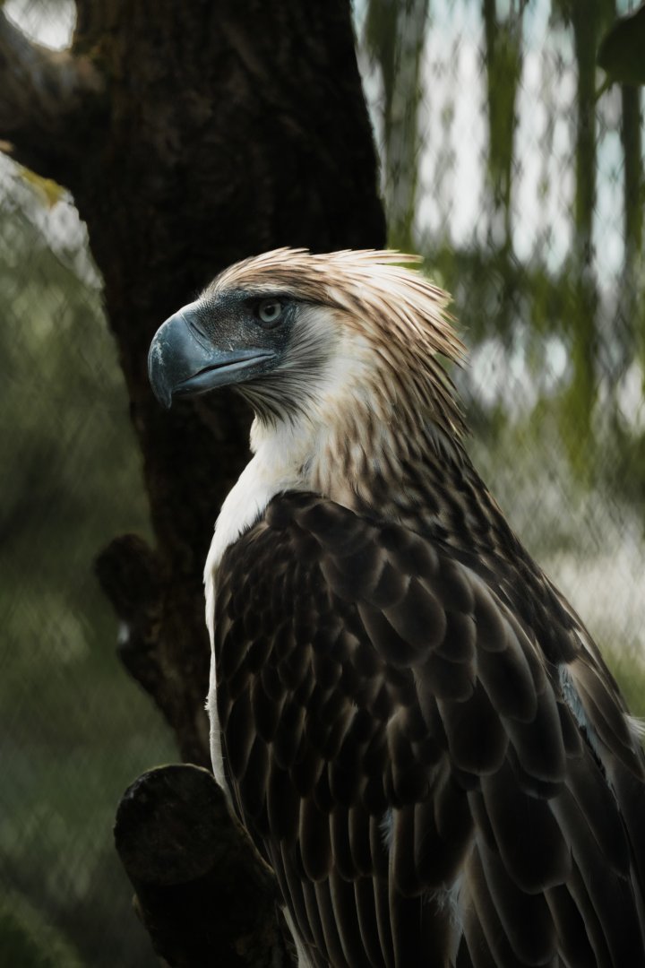 Philippine Eagle (Pithecophaga jefferyi)