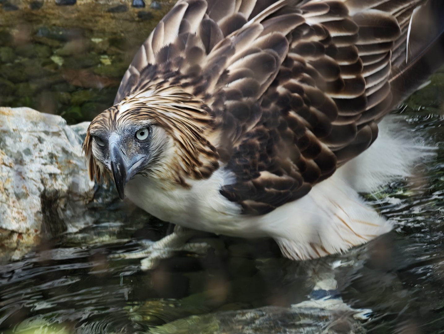 Philippine Eagle (Pithecophaga jefferyi)