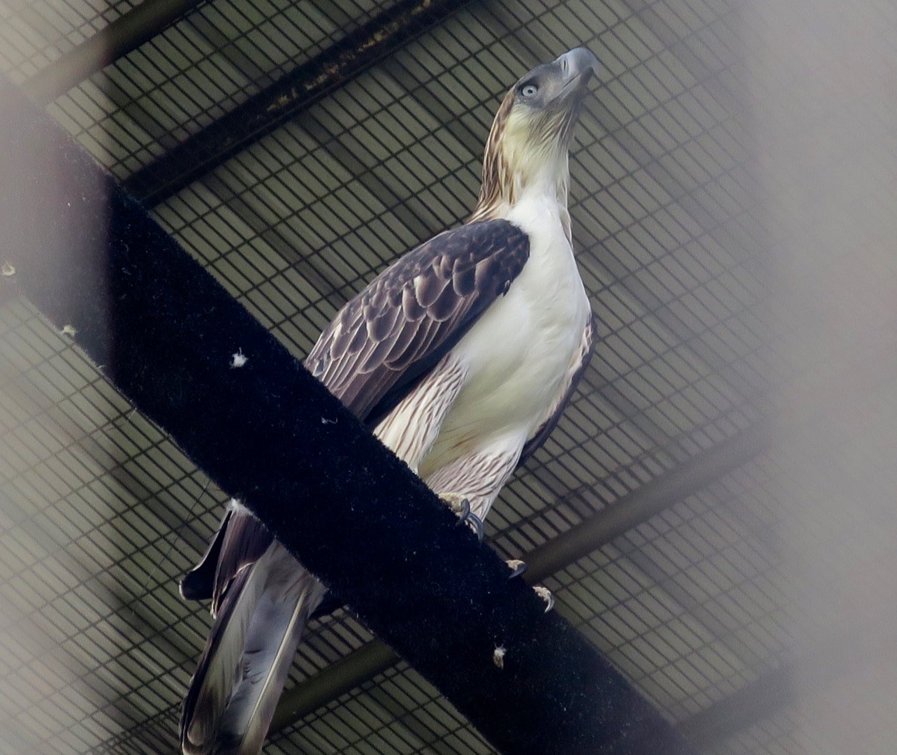 Philippine Eagle (Pithecophaga jeffreyi)