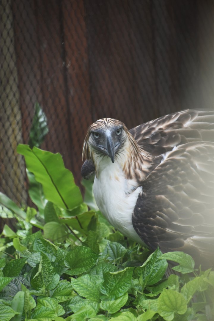 Philippine eagle, Pithecophaga jeffreyi