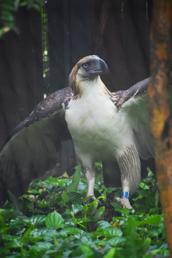 Philippine eagle, Pithecophaga jeffreyi