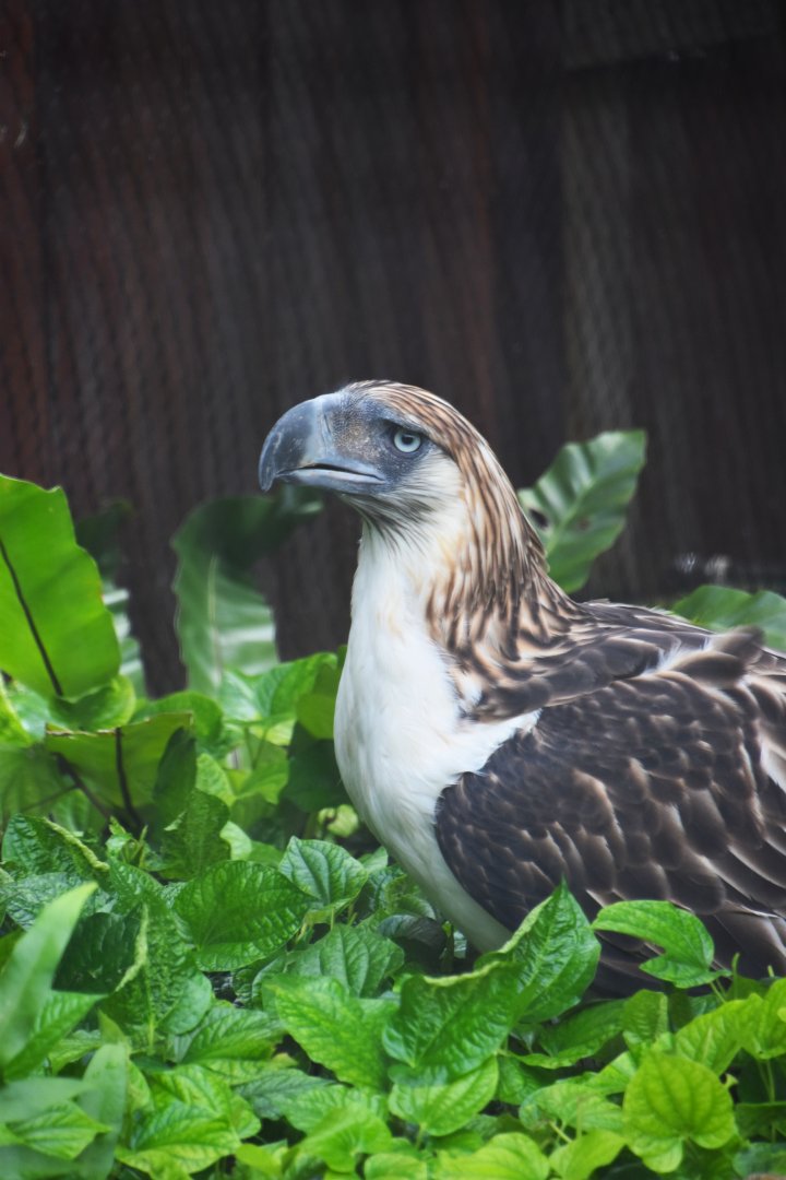 Philippine eagle, Pithecophaga jeffreyi