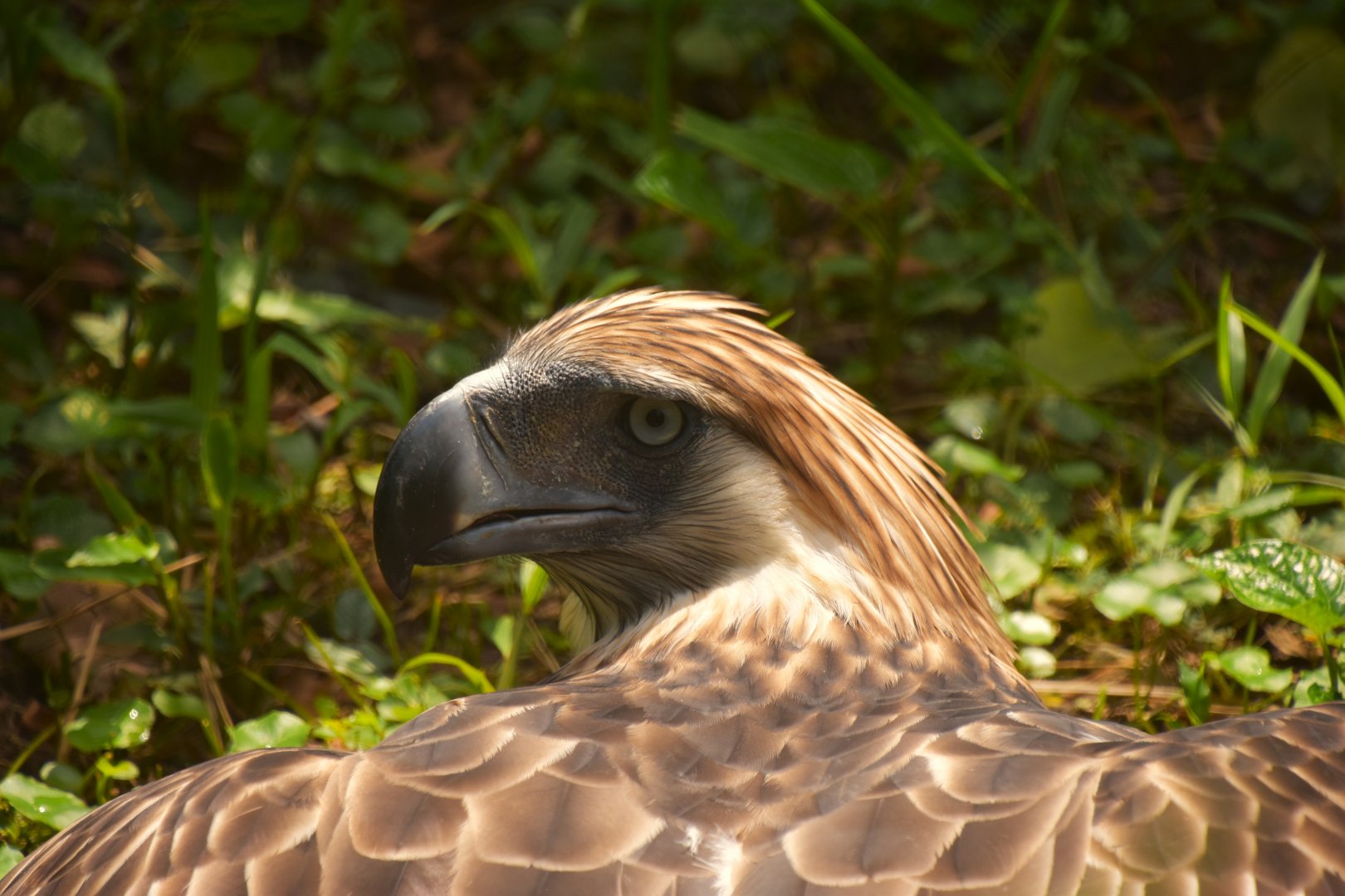 Philippine eagle, Pithecophaga jeffreyi