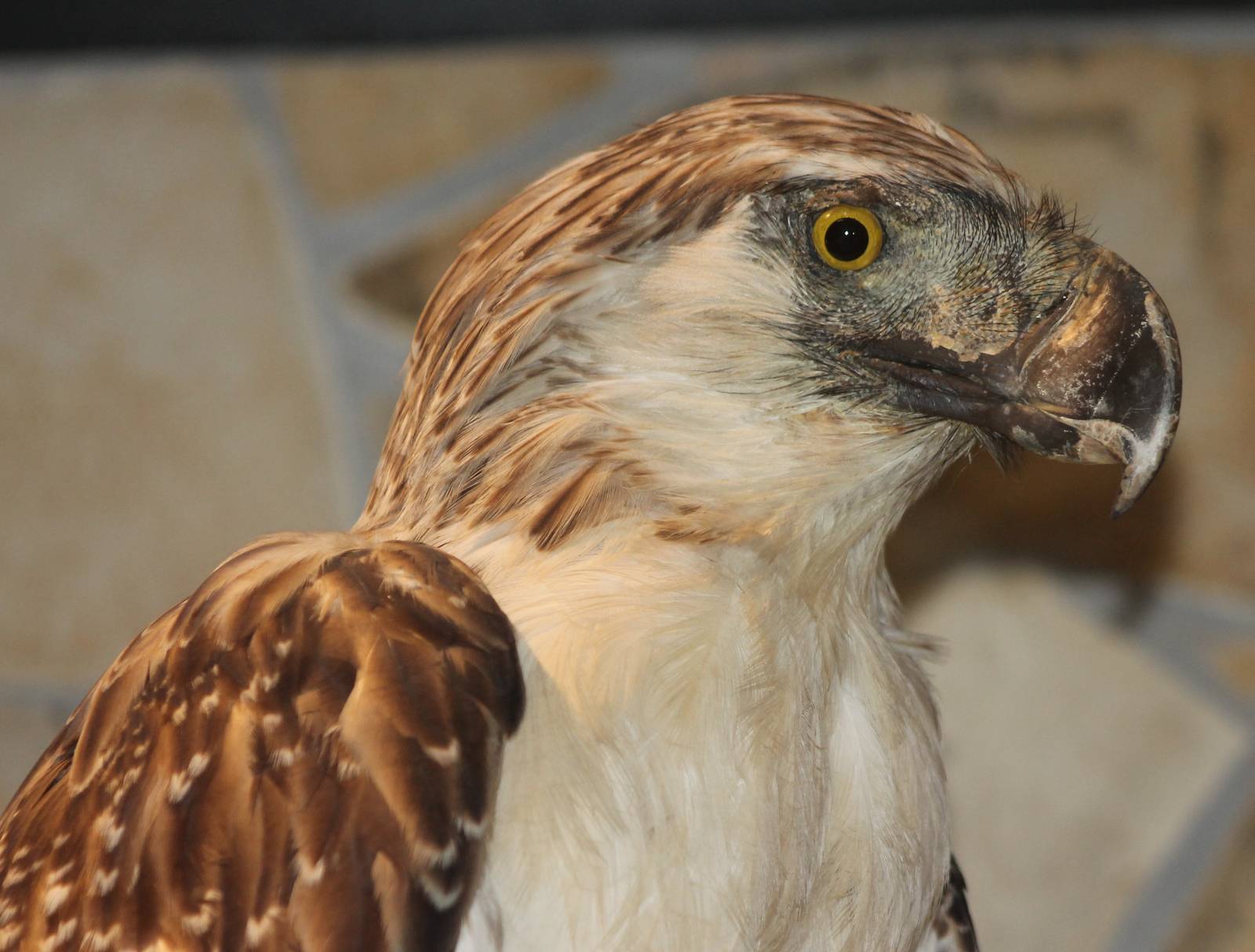 Philippine eagle