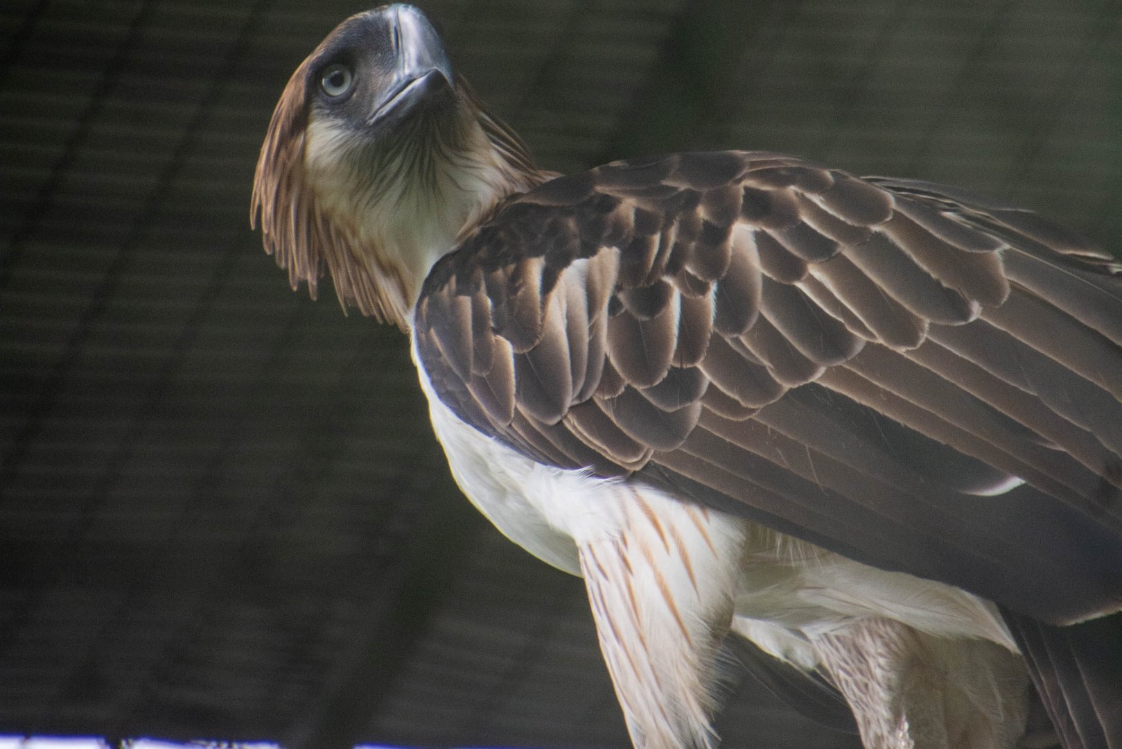 Philippine Eagle