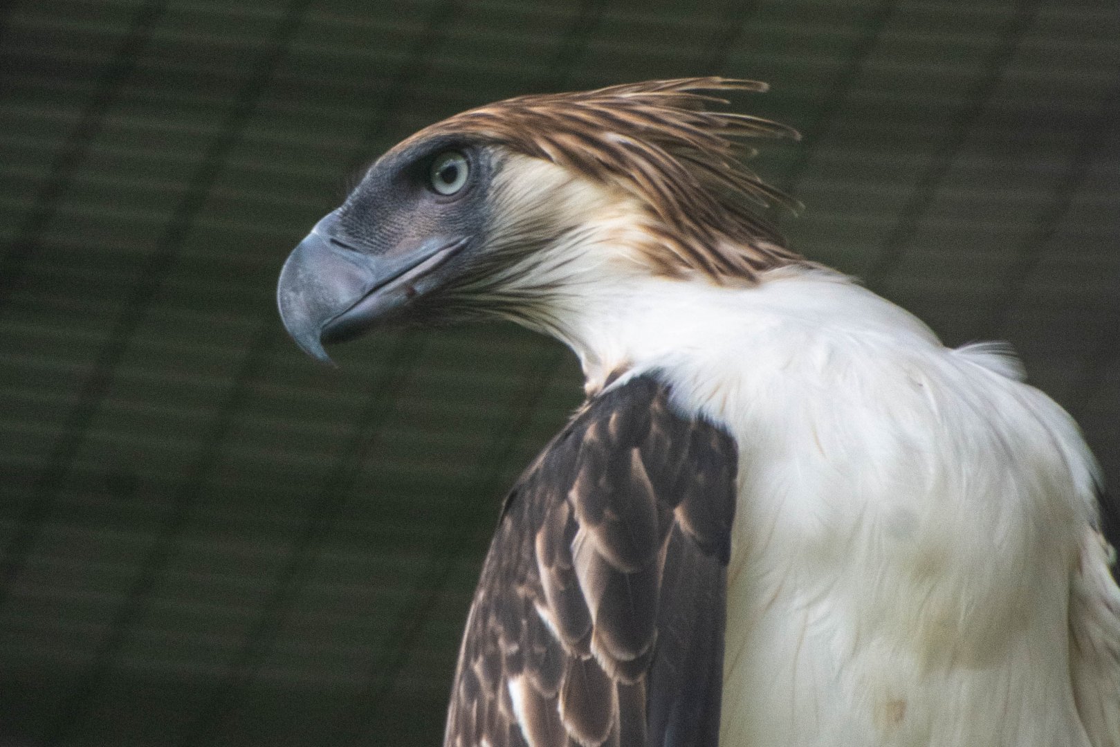 Philippine Eagle
