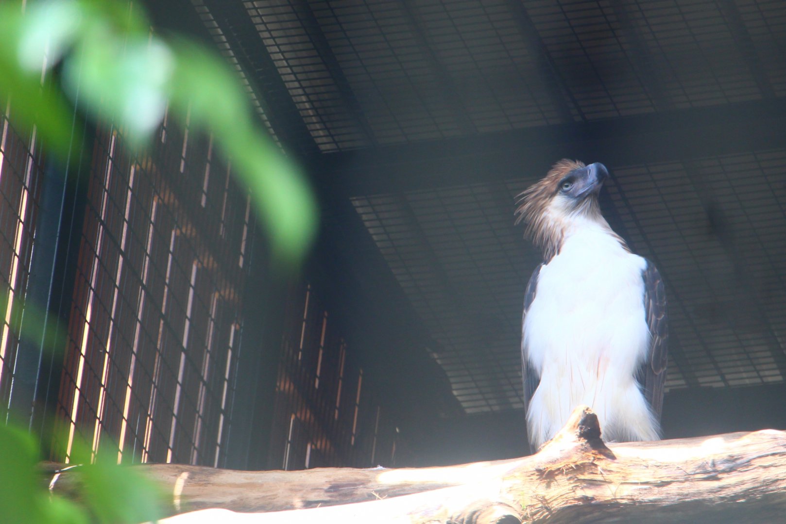Philippine Eagle
