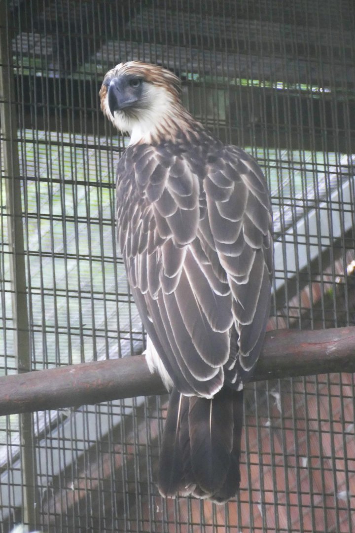 Philippine eagle