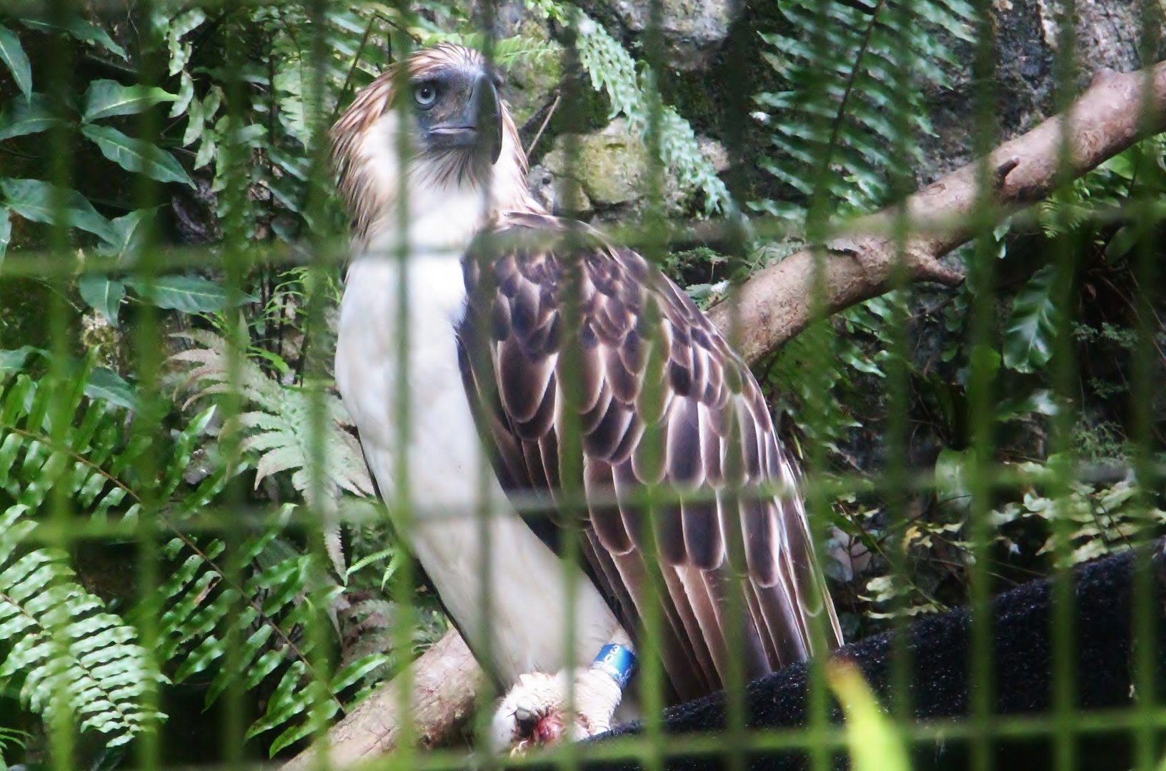 Philippine Eagle