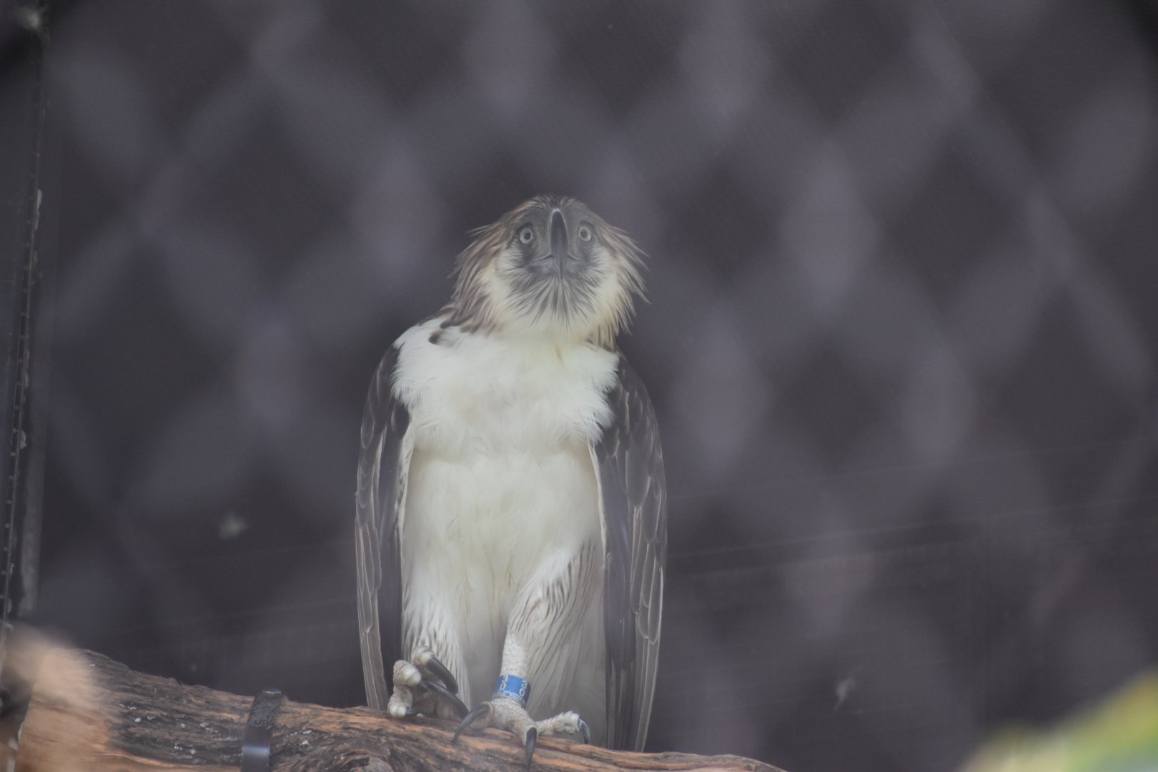Philippine Eagle