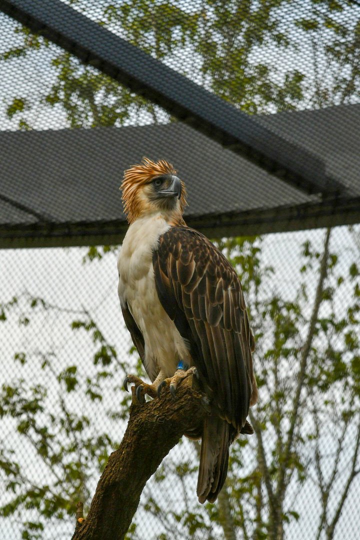 Philippine Eagle