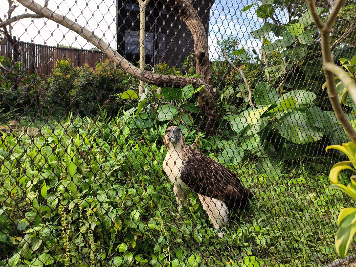 Philippine Eagle