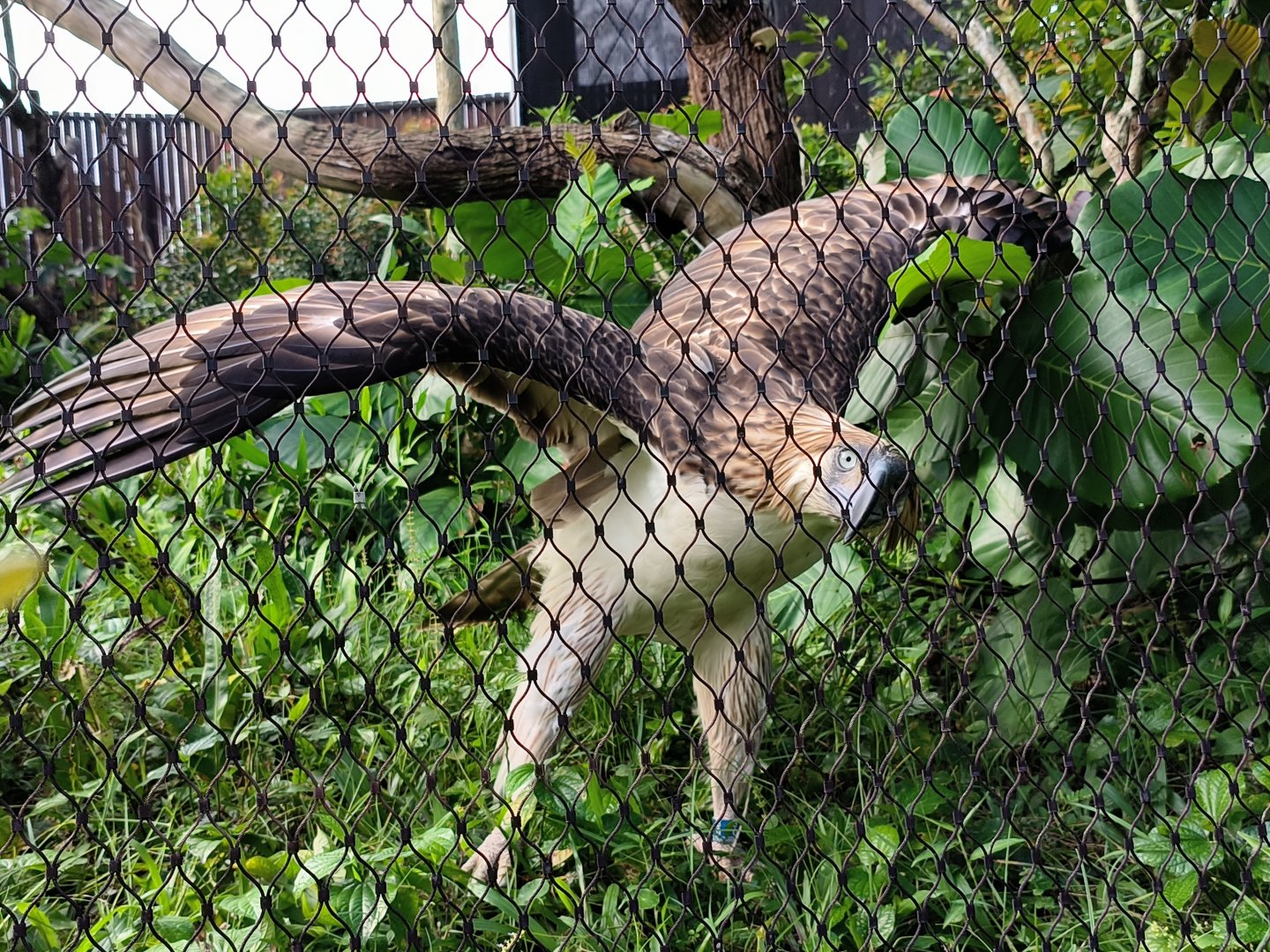 Philippine Eagle