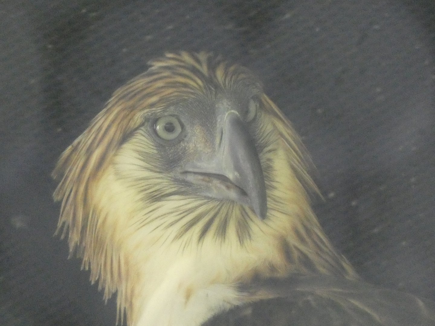 Philippine eagle