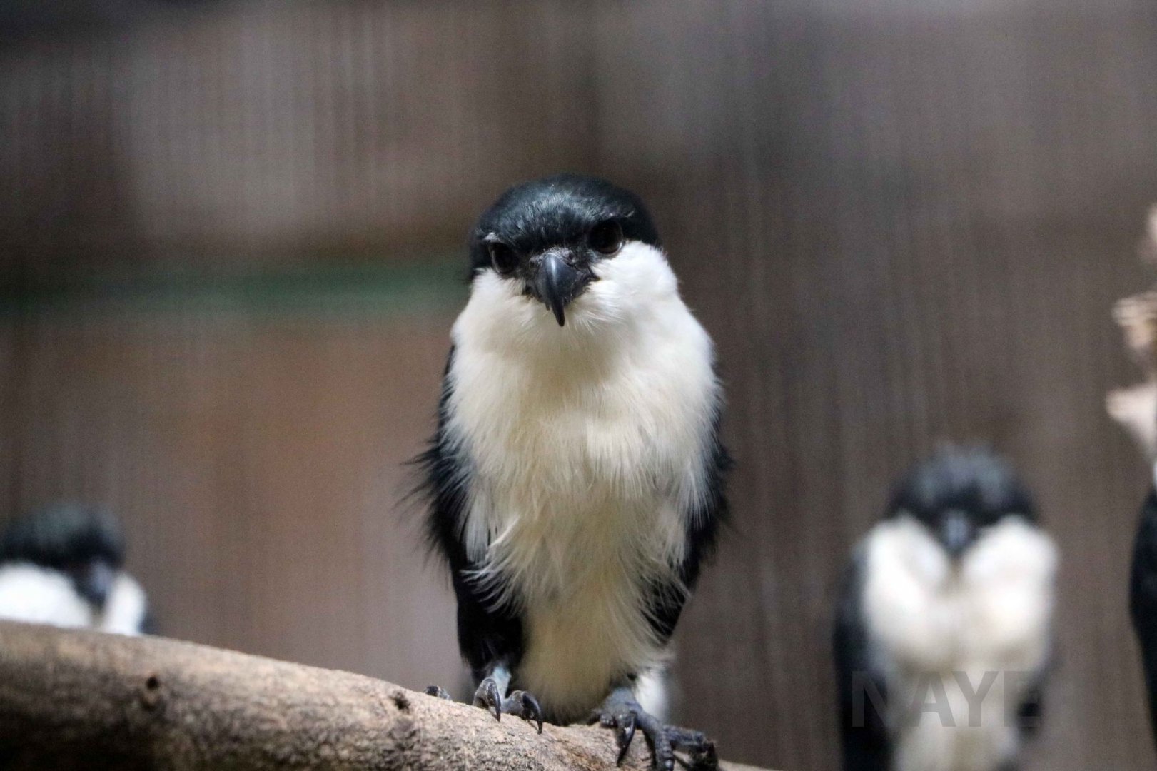 Philippine falconet, July 2016