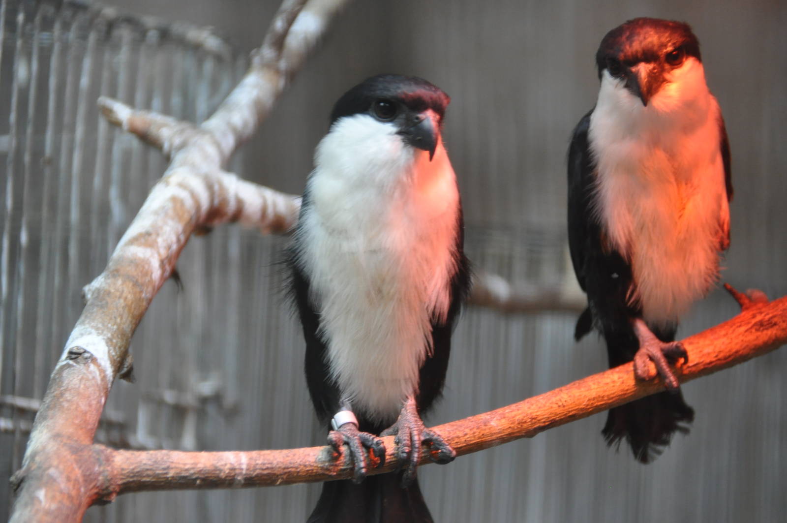 Philippine falconet/ Microhierax erythrogenys erythrogenys