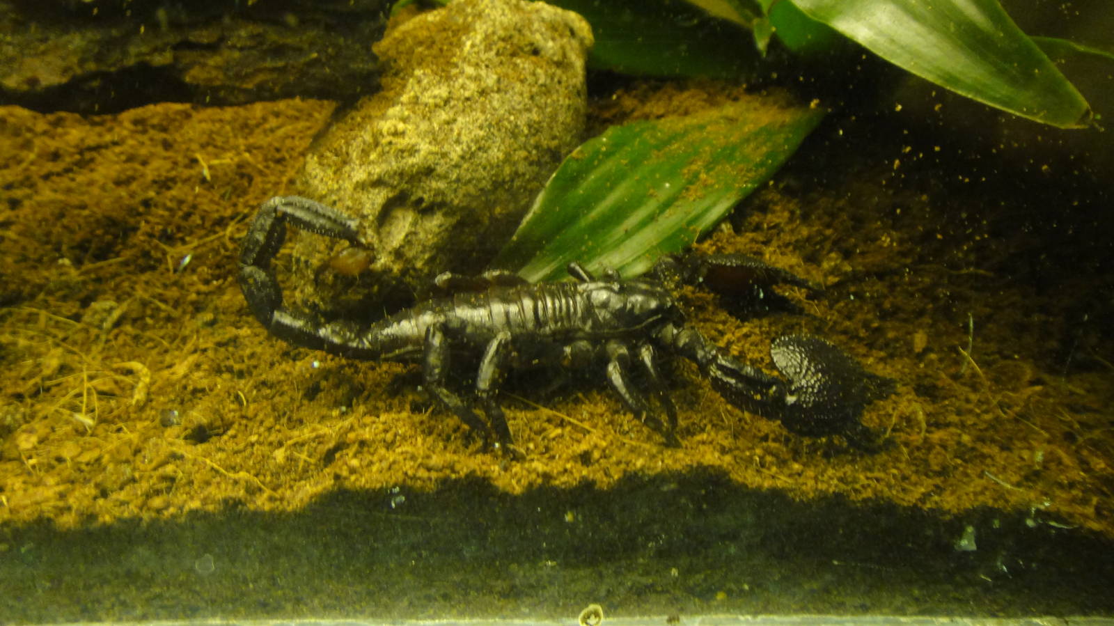 Philippine Forest Scorpion at Bronx Zoo 2014-12-29