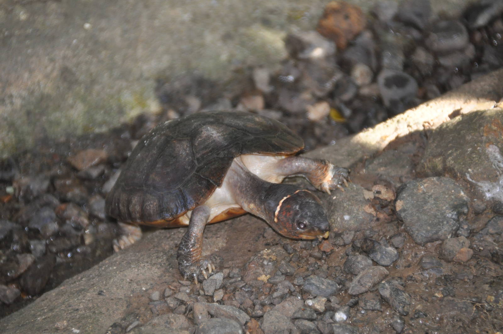 Philippine forest turtle/ Siebenrockiella leytensis