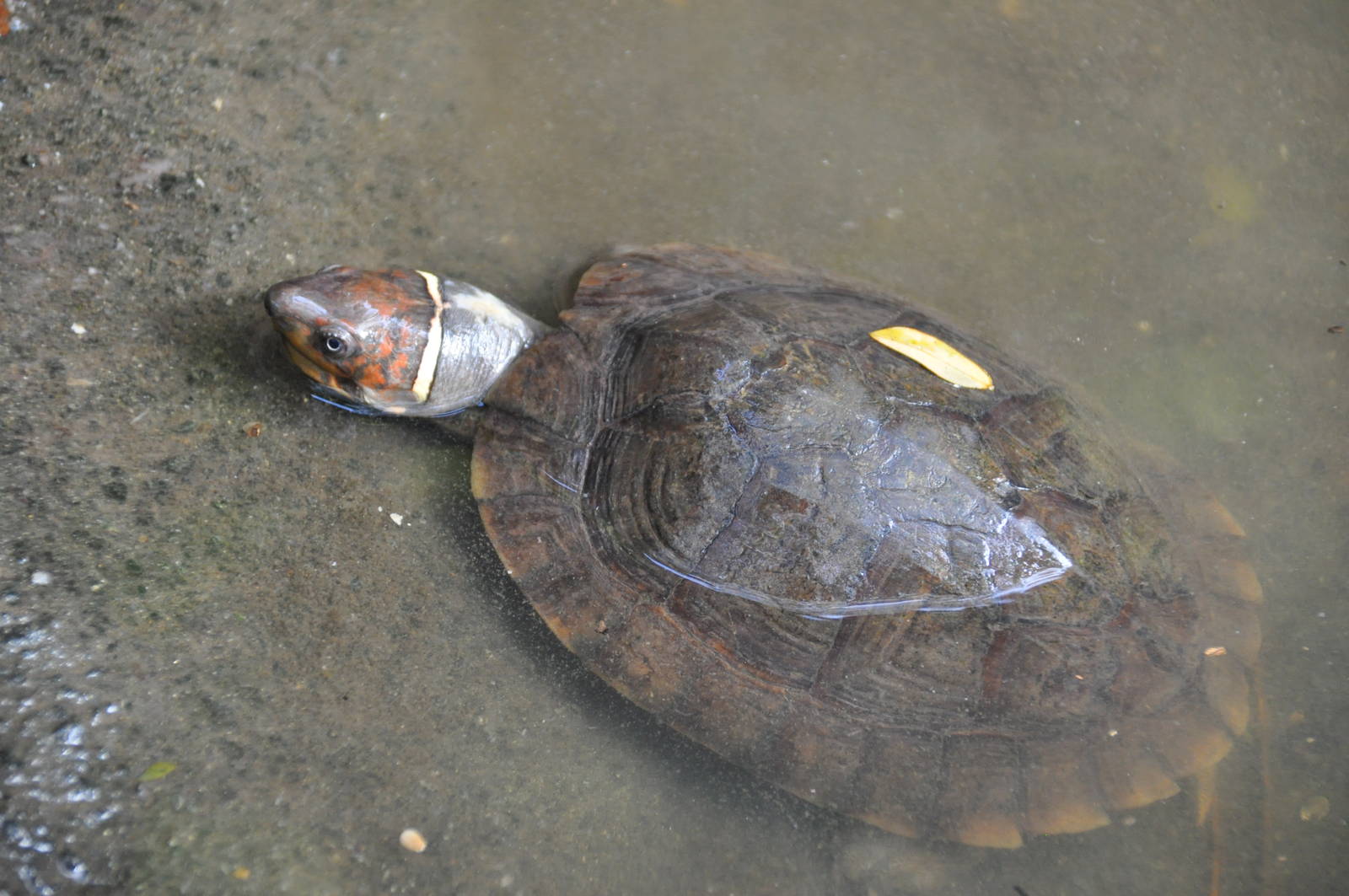 Philippine forest turtle/ Siebenrockiella leytensis