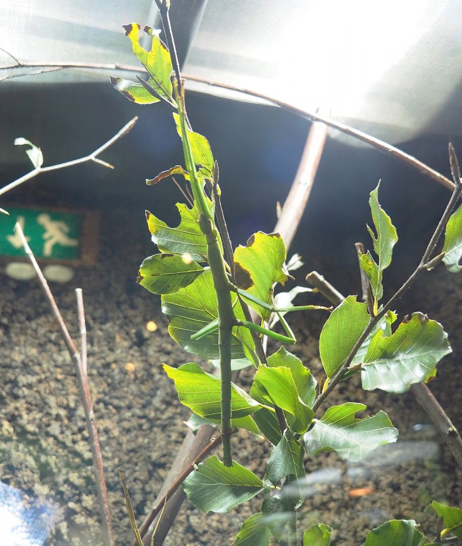 Philippine giant stick insect (Pharnacia ponderosa), 2023-09-24