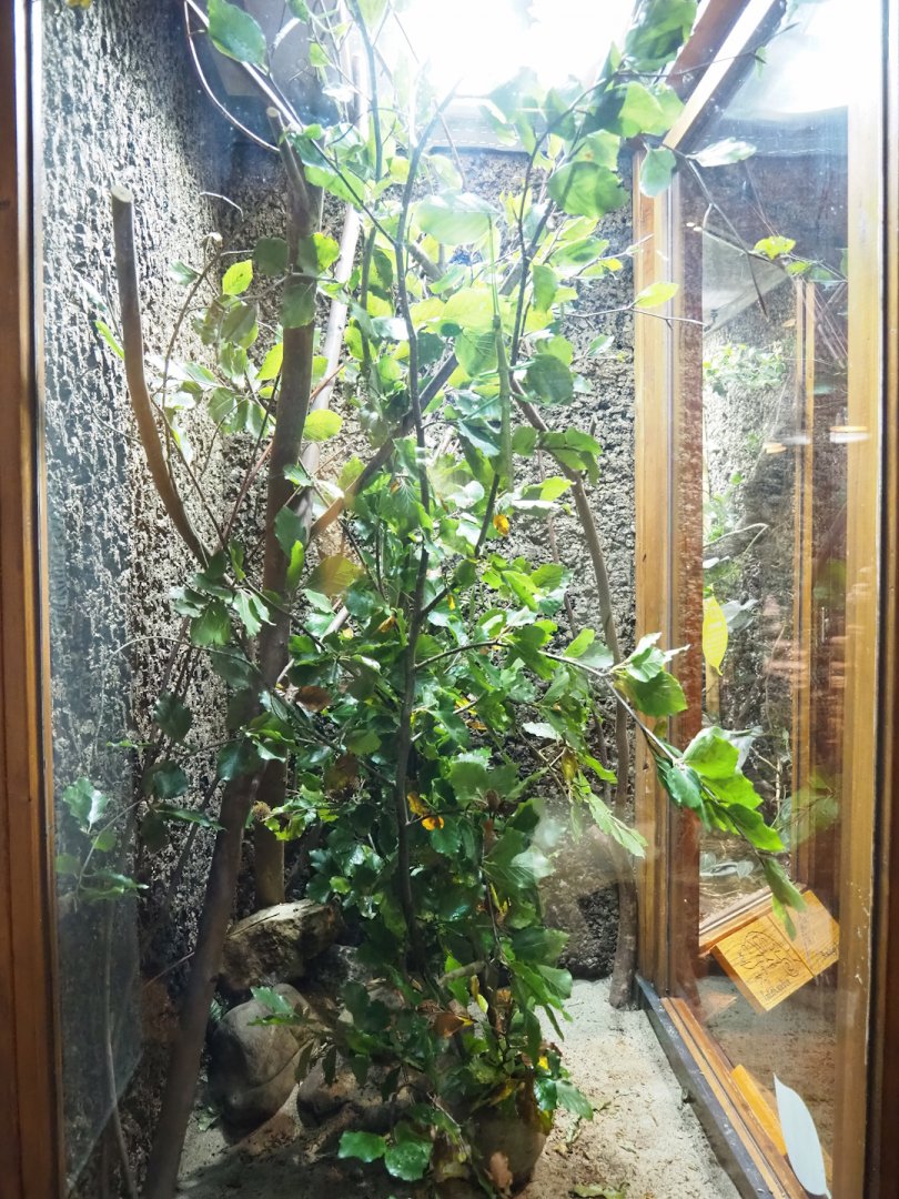 Philippine giant stick insect terrarium, 2023-09-24