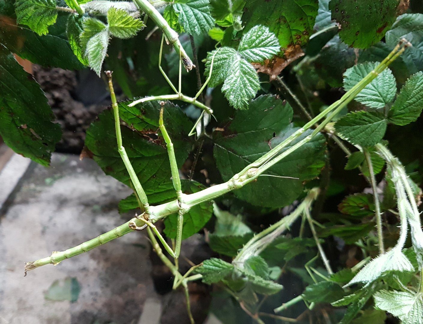 Philippine giant stick-insects