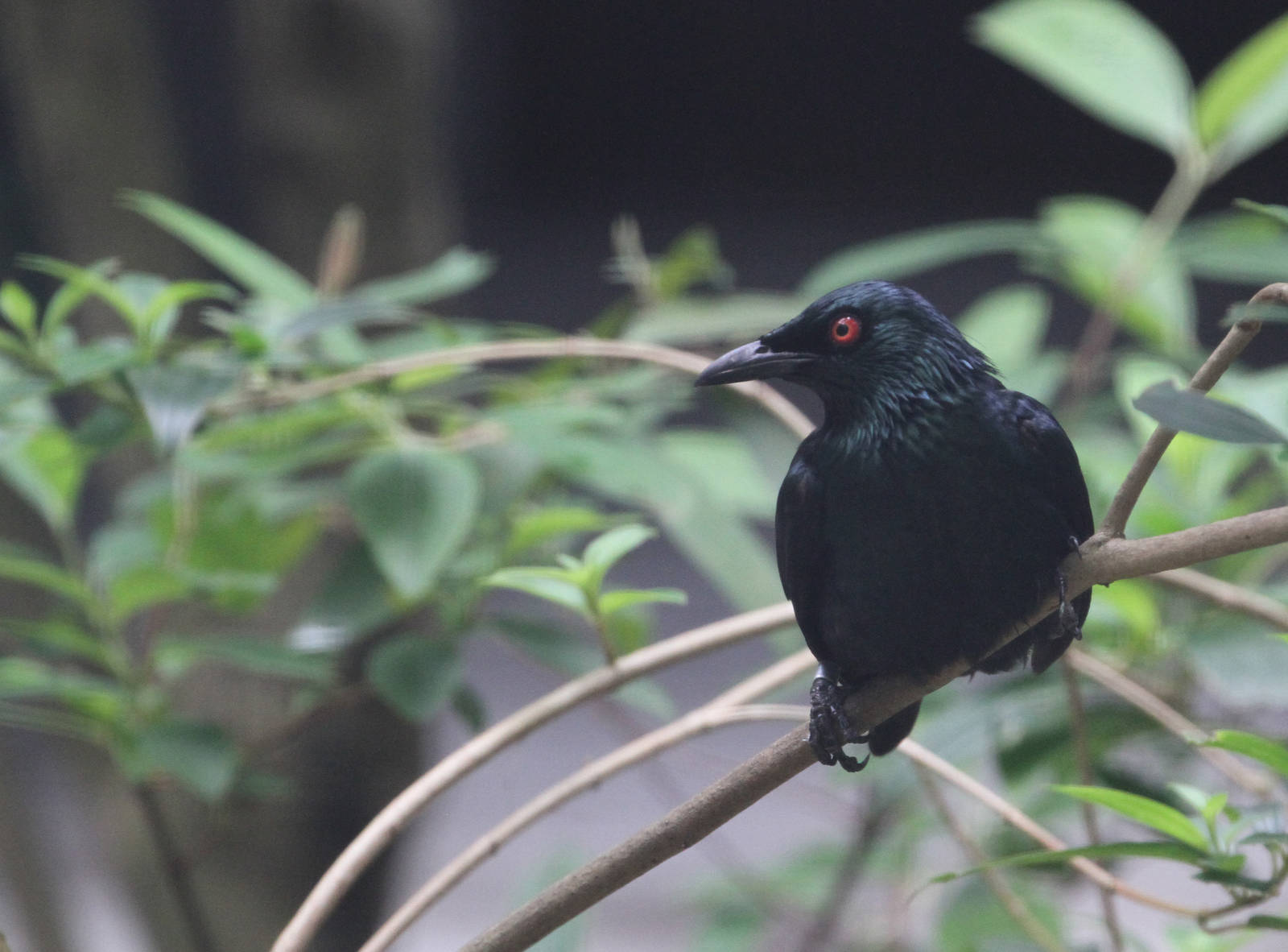 Philippine Glossy Starling