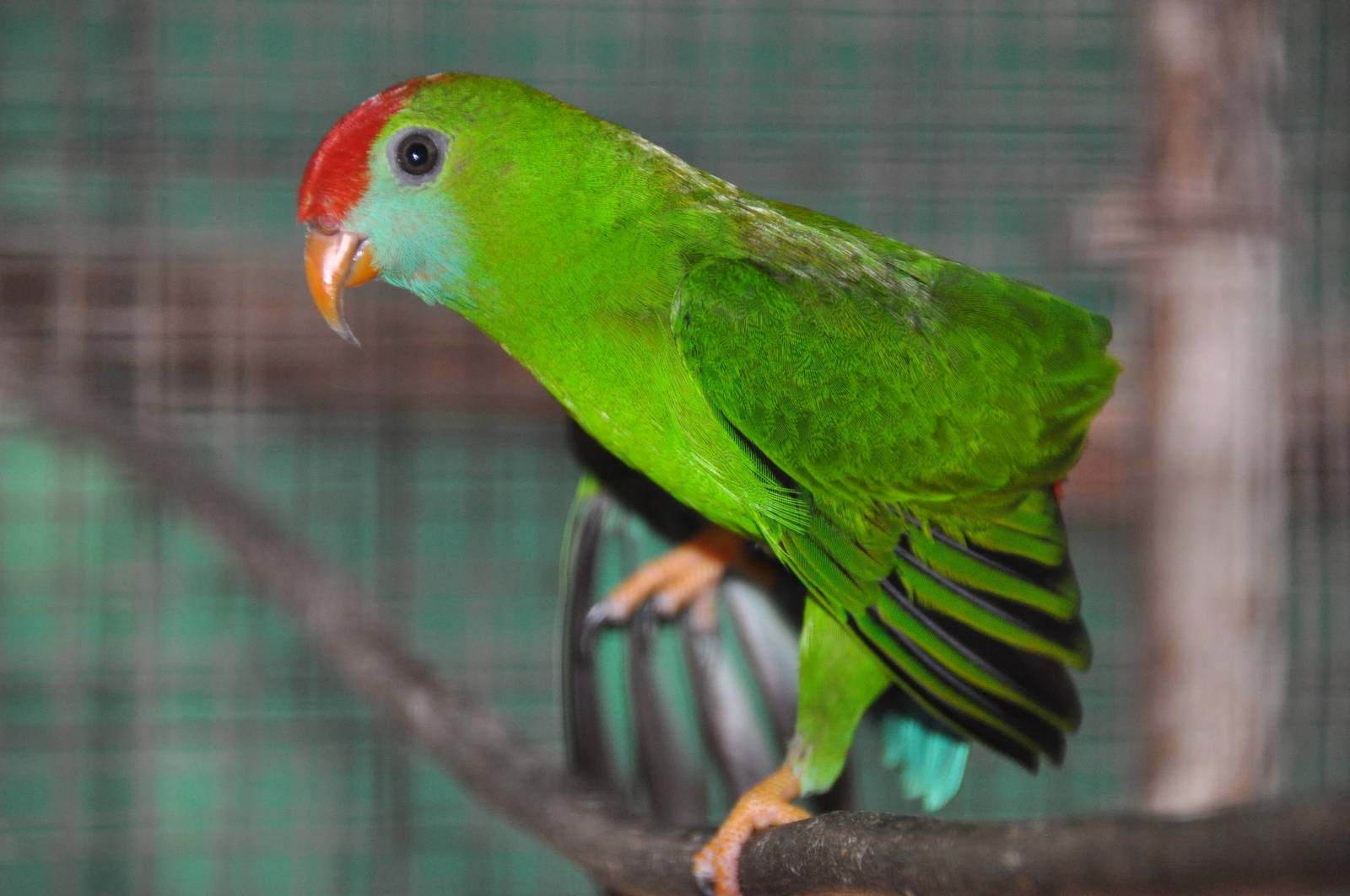 Philippine hanging parrot/ Loriculus philippensis camiguinensis