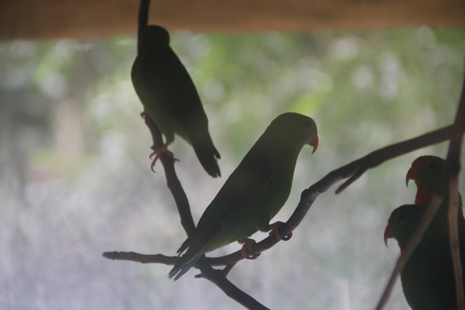 Philippine Hanging Parrot (Loriculus philippensis philippensis)