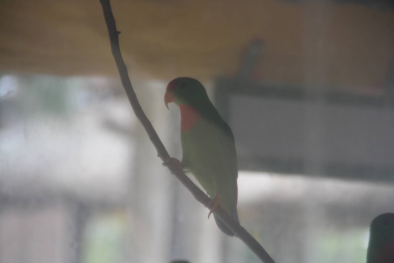Philippine Hanging Parrot (Loriculus philippensis philippensis)