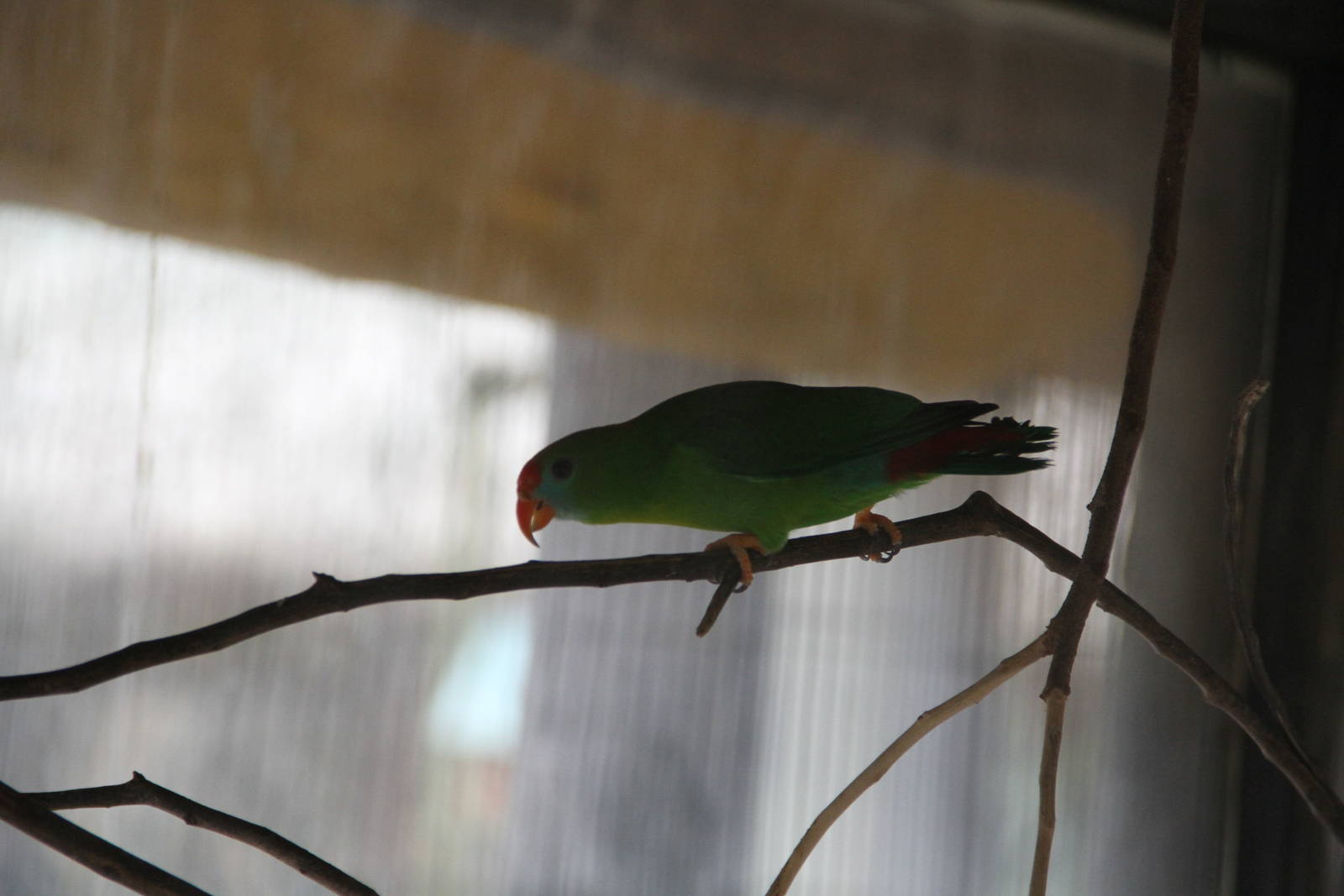 Philippine Hanging Parrot (Loriculus philippensis philippensis)