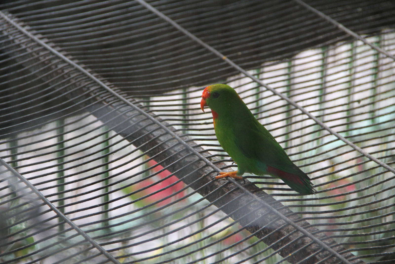 Philippine Hanging Parrot (Loriculus philippensis philippensis)
