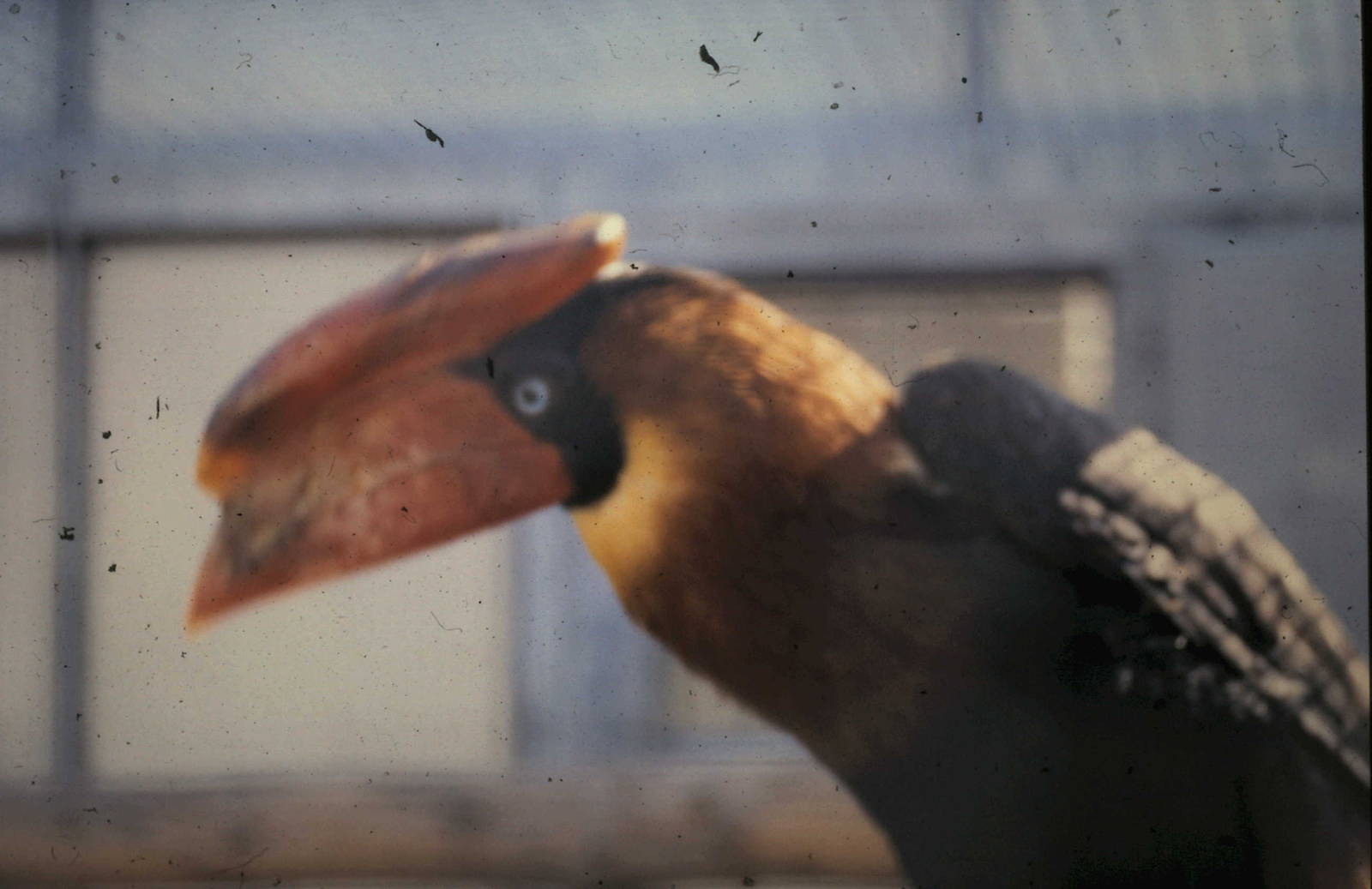 philippine hornbill adult