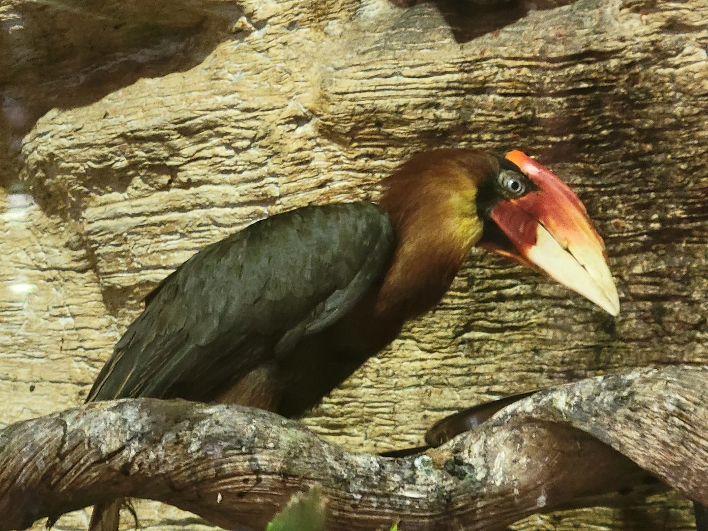 Philippine Hornbill(Buceros hydrocorax)