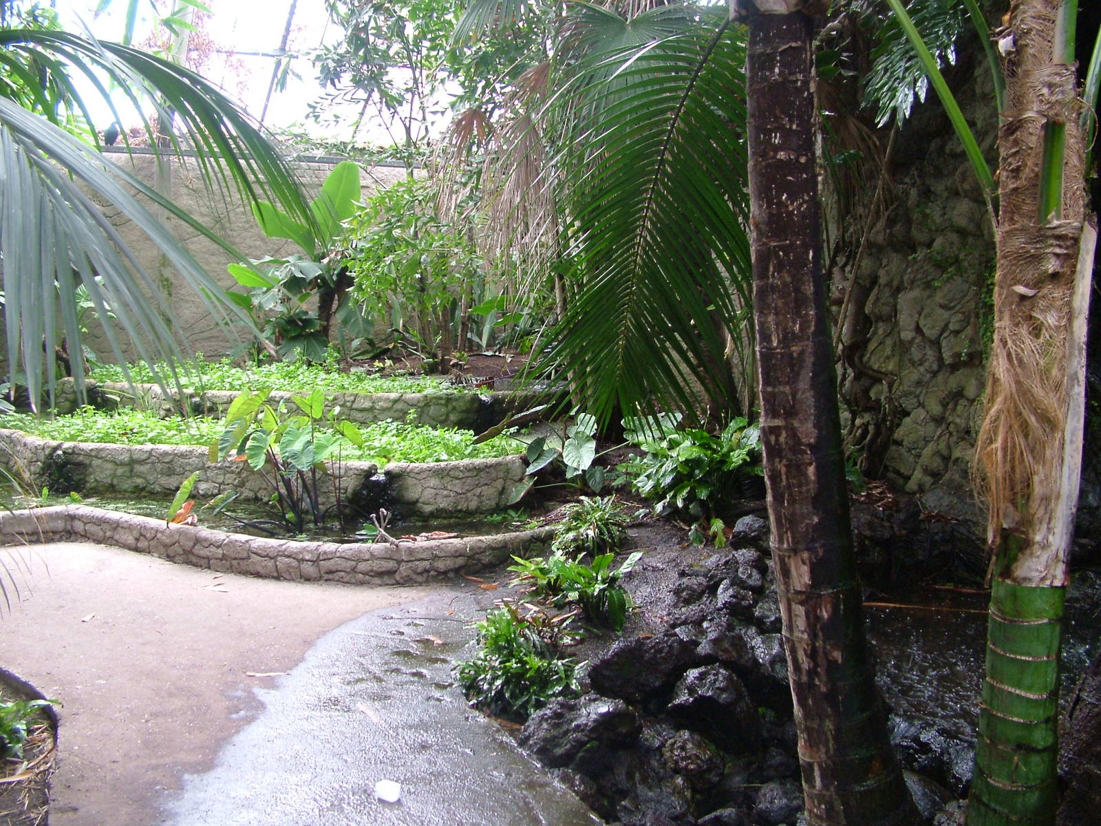 Philippine House Interior at Avifauna, 04/06/12