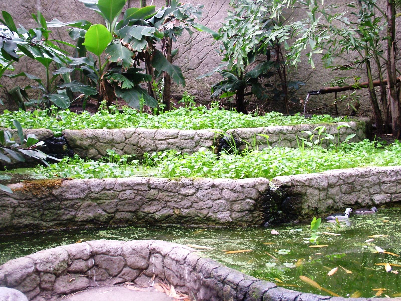 Philippine House Interior at Avifauna, 04/06/12