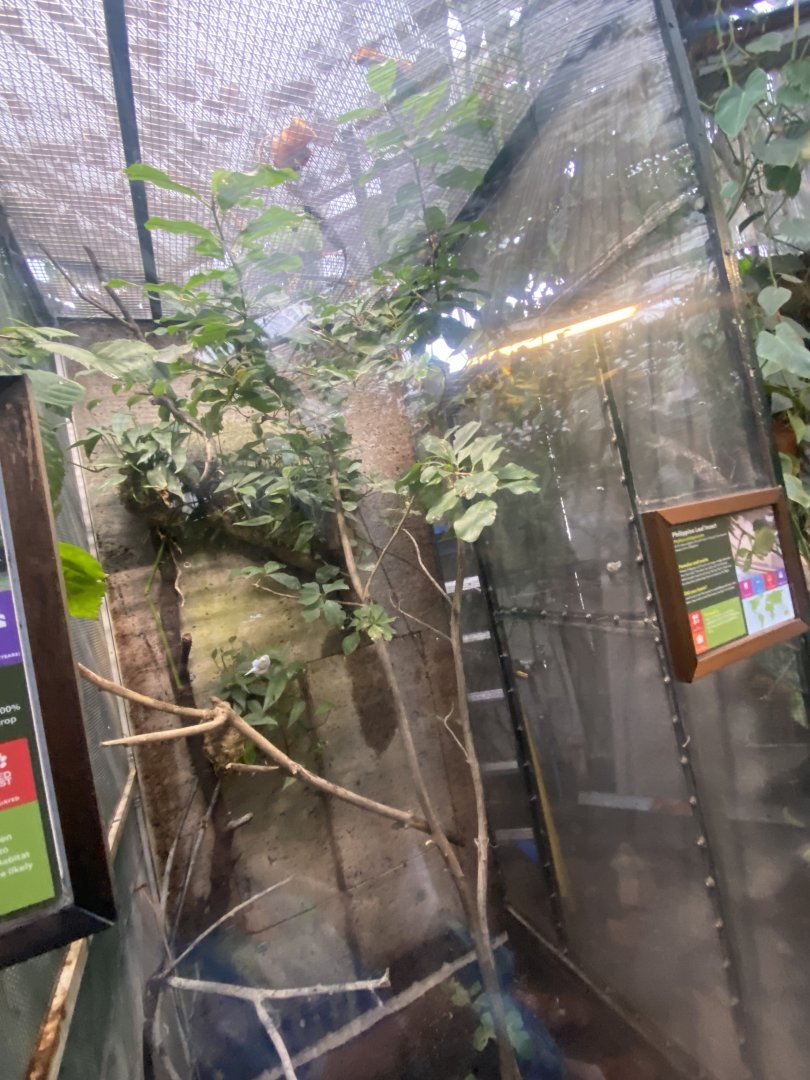 Philippine leaf insect exhibit 050924