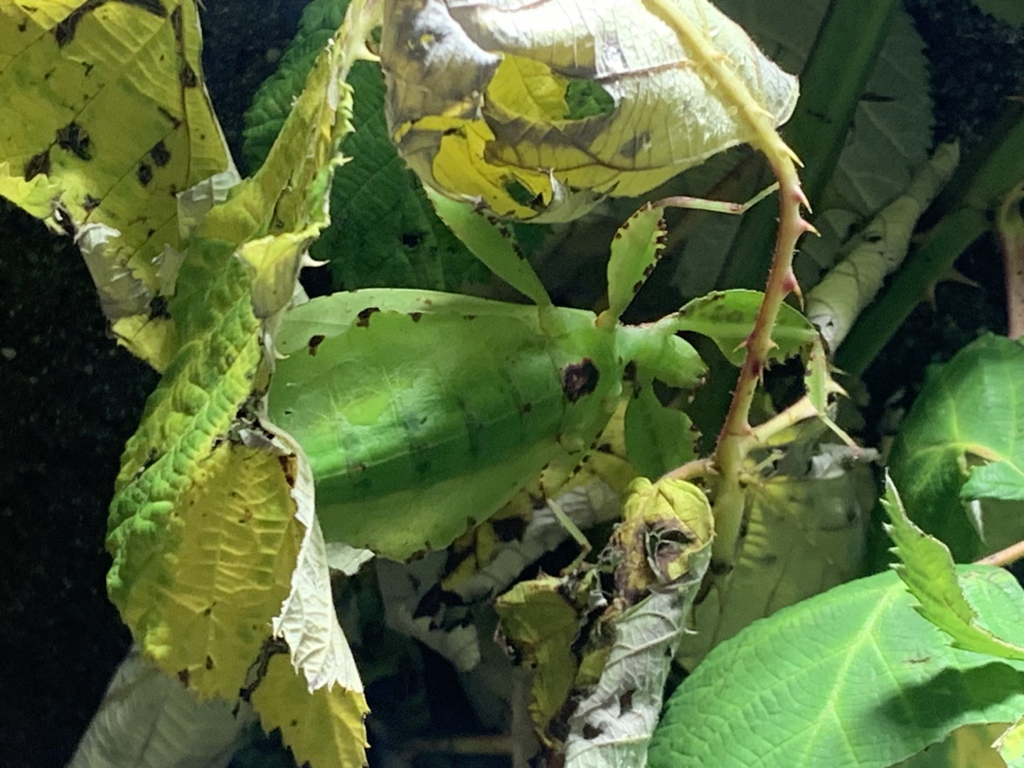 Philippine leaf insect