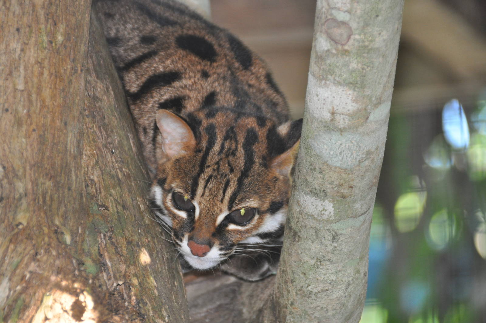 Philippine leopard cat/ Prionailurus bengalensis rabori