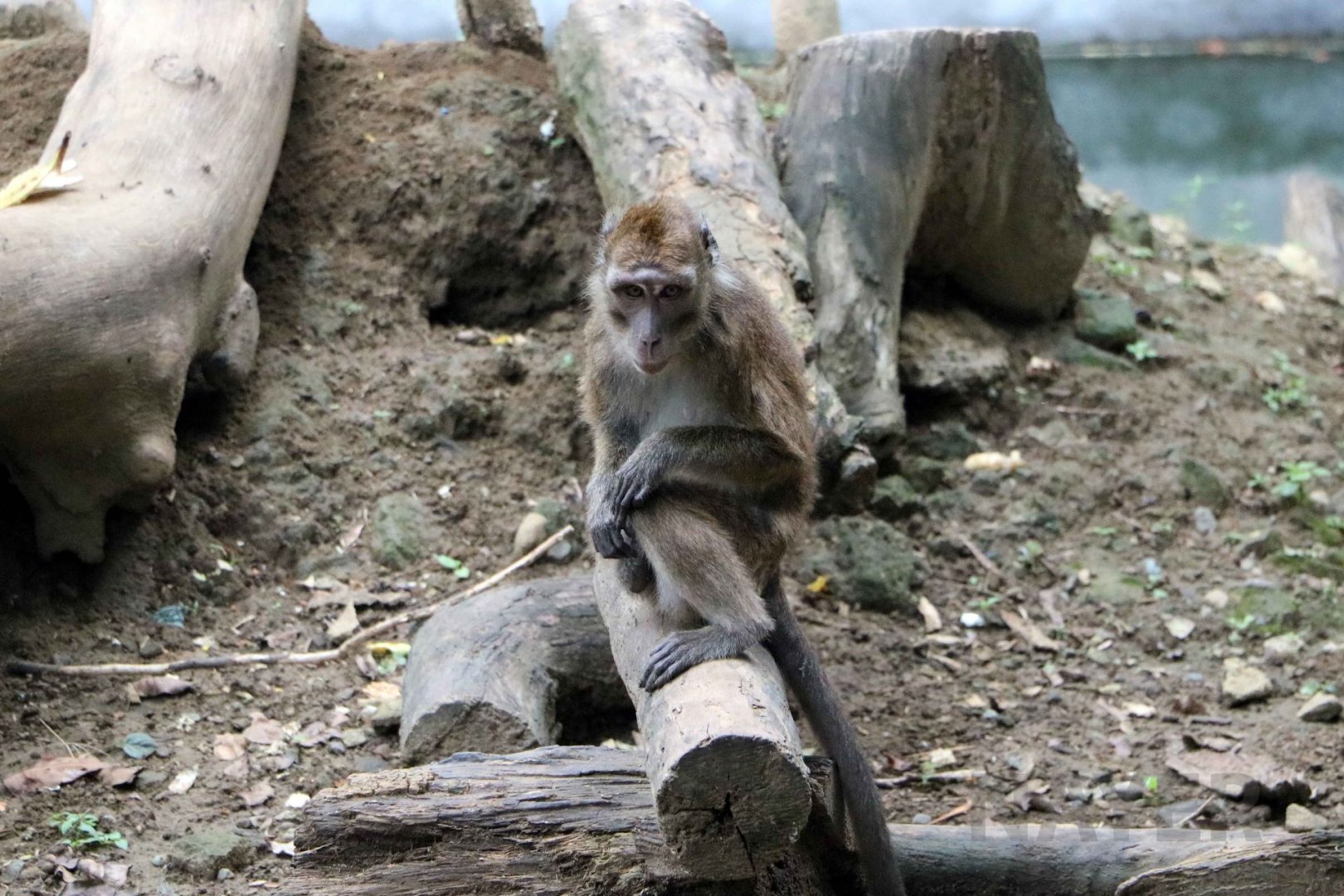Philippine long-tailed macaque, July 2016