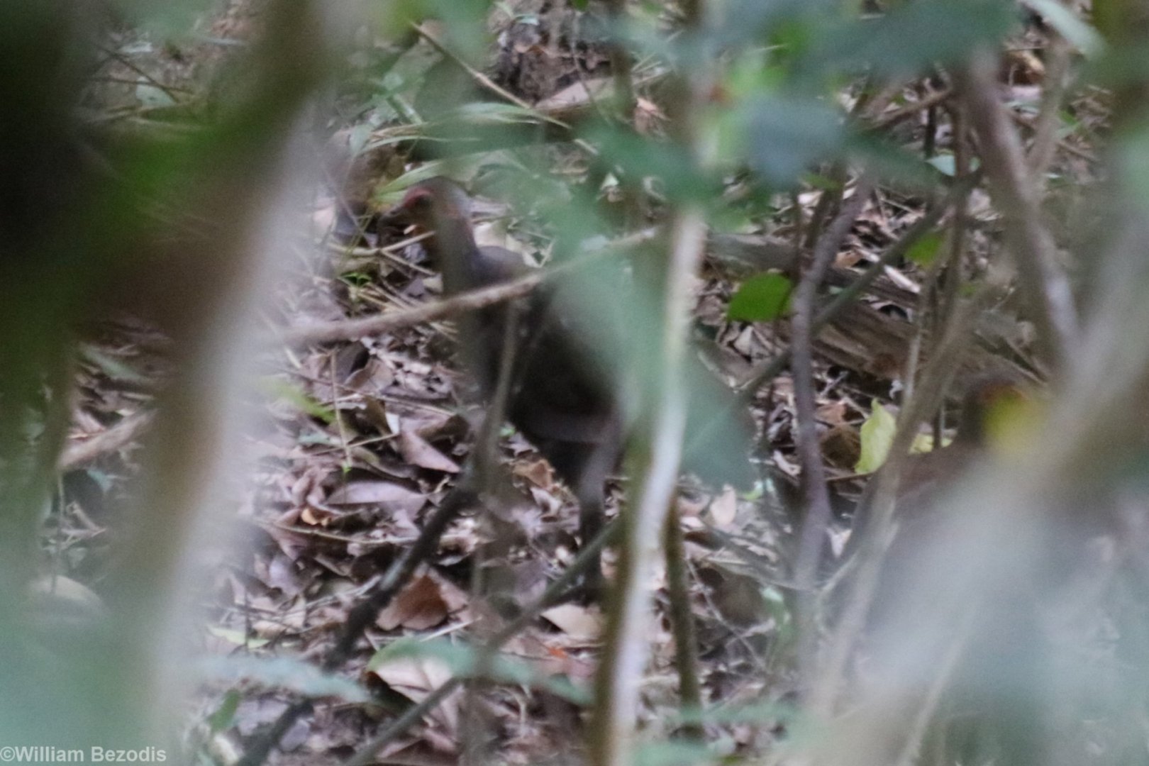 Philippine Megapode - Manukan Island