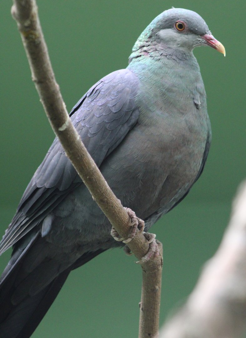 Philippine metalic pigeon