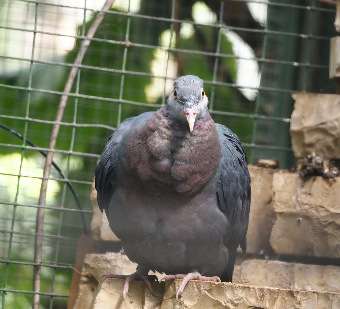 Philippine metallic pigeon (Columba vitiensis griseogularis), 2024-05-23