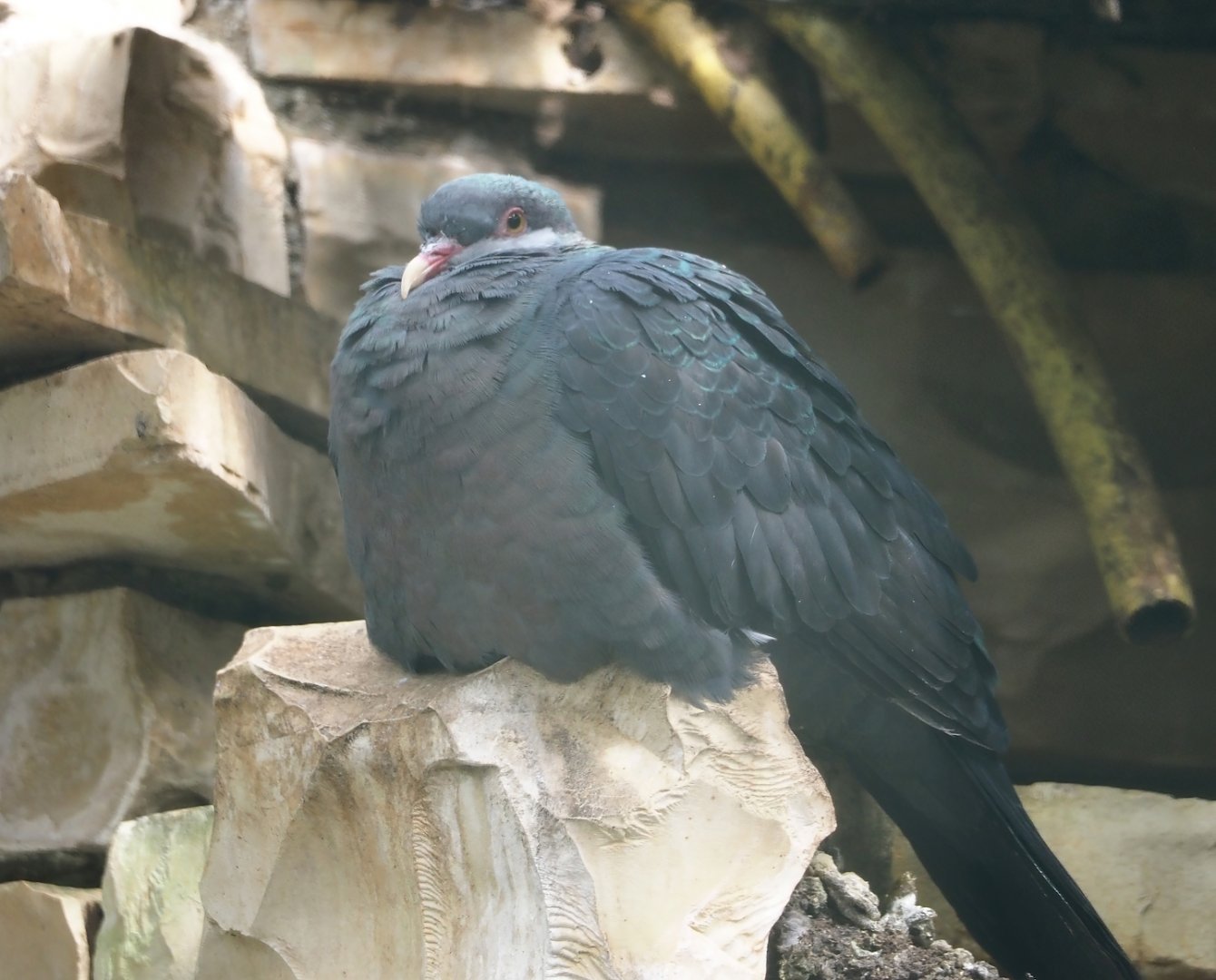Philippine metallic pigeon (Columba vitiensis griseogularis), 2024-05-23