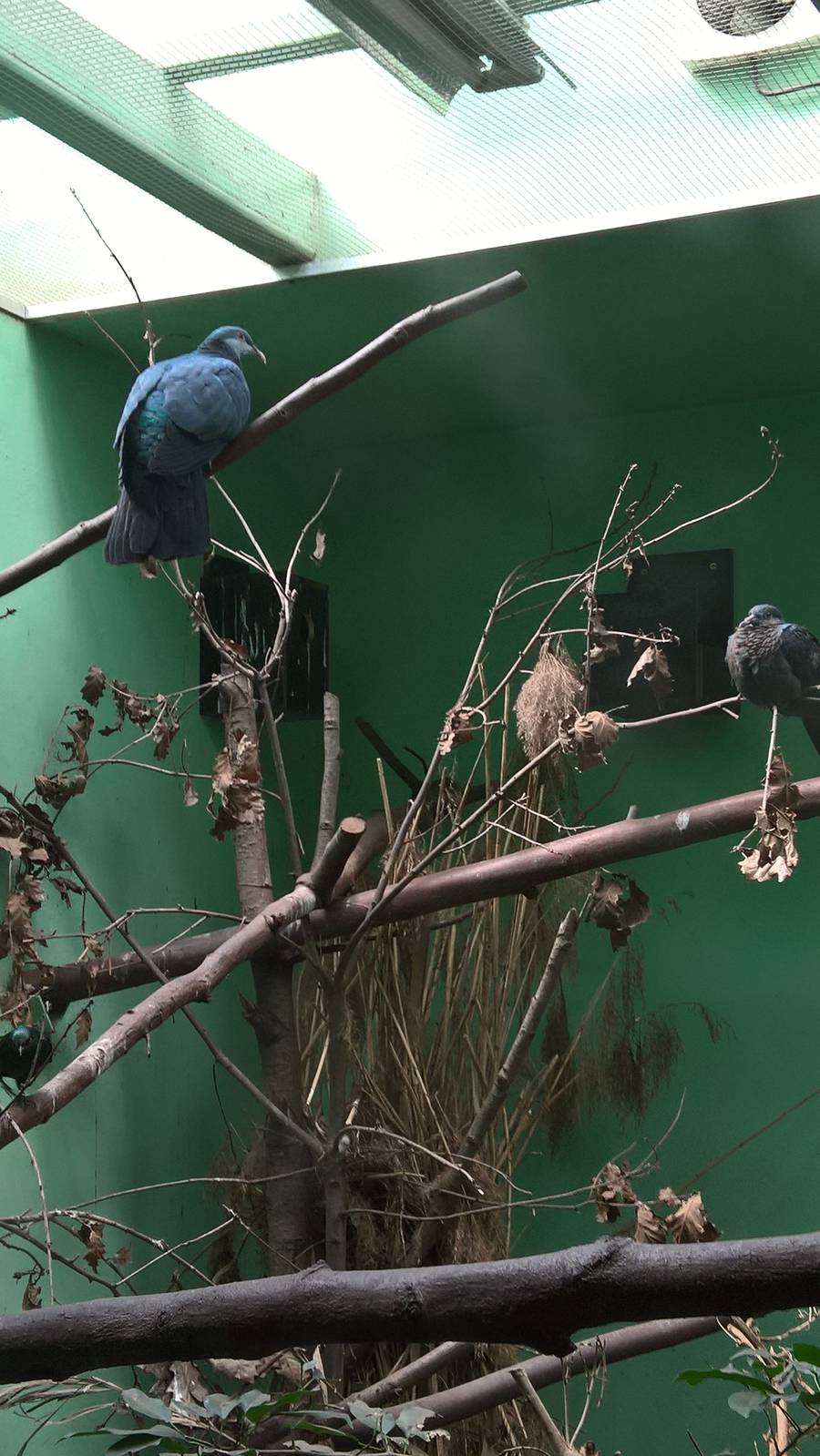 Philippine metallic pigeon