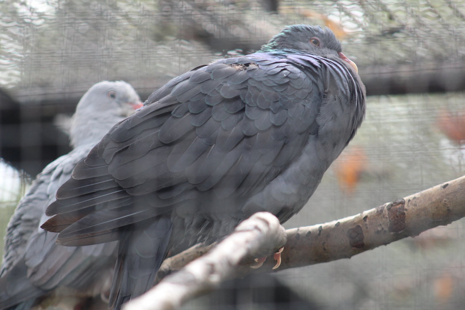 Philippine Metallic Pigeon