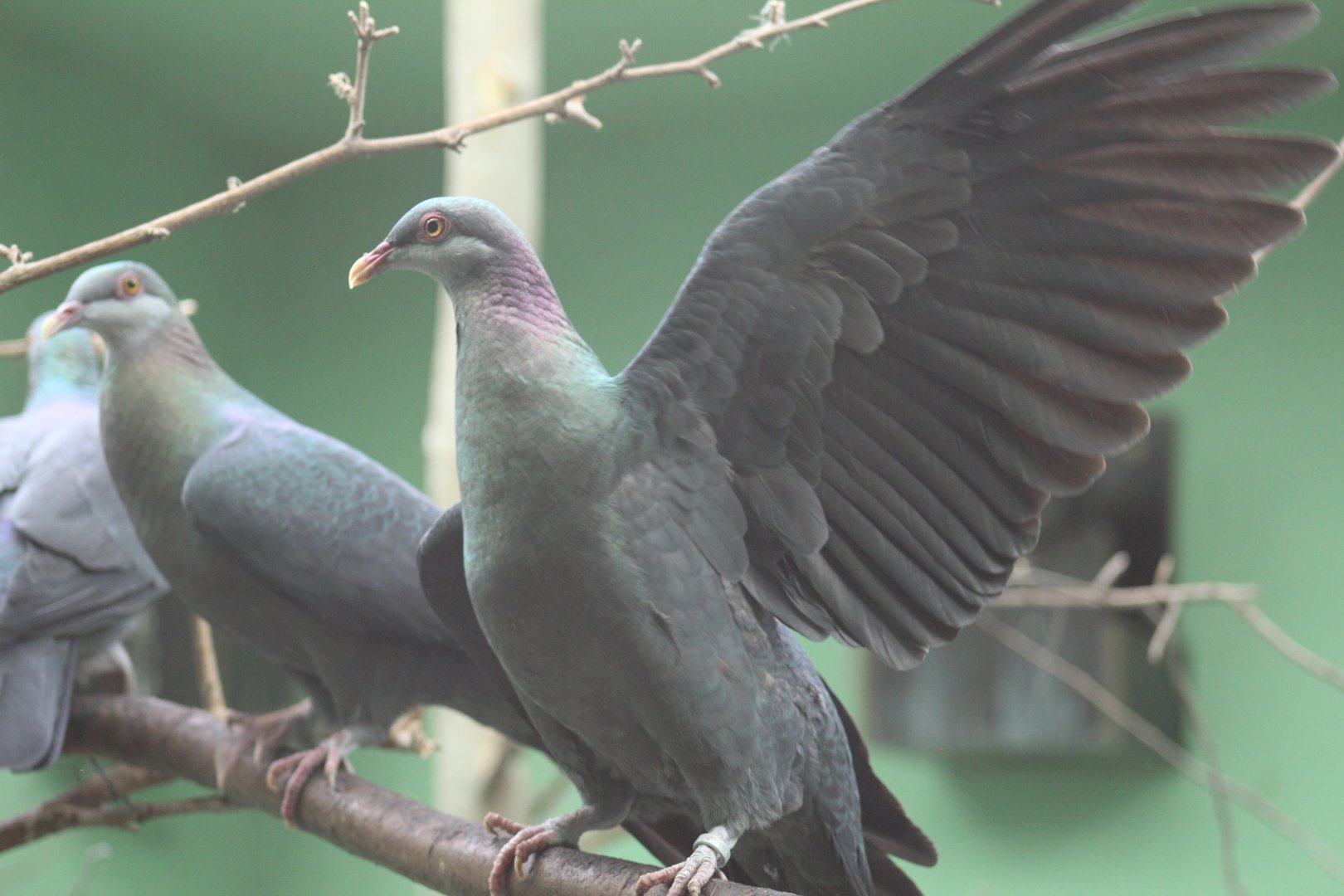 Philippine Metallic Pigeon