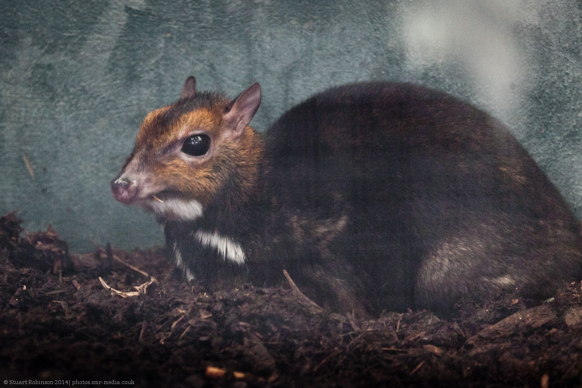 Philippine Mouse-deer - 03/10/2014