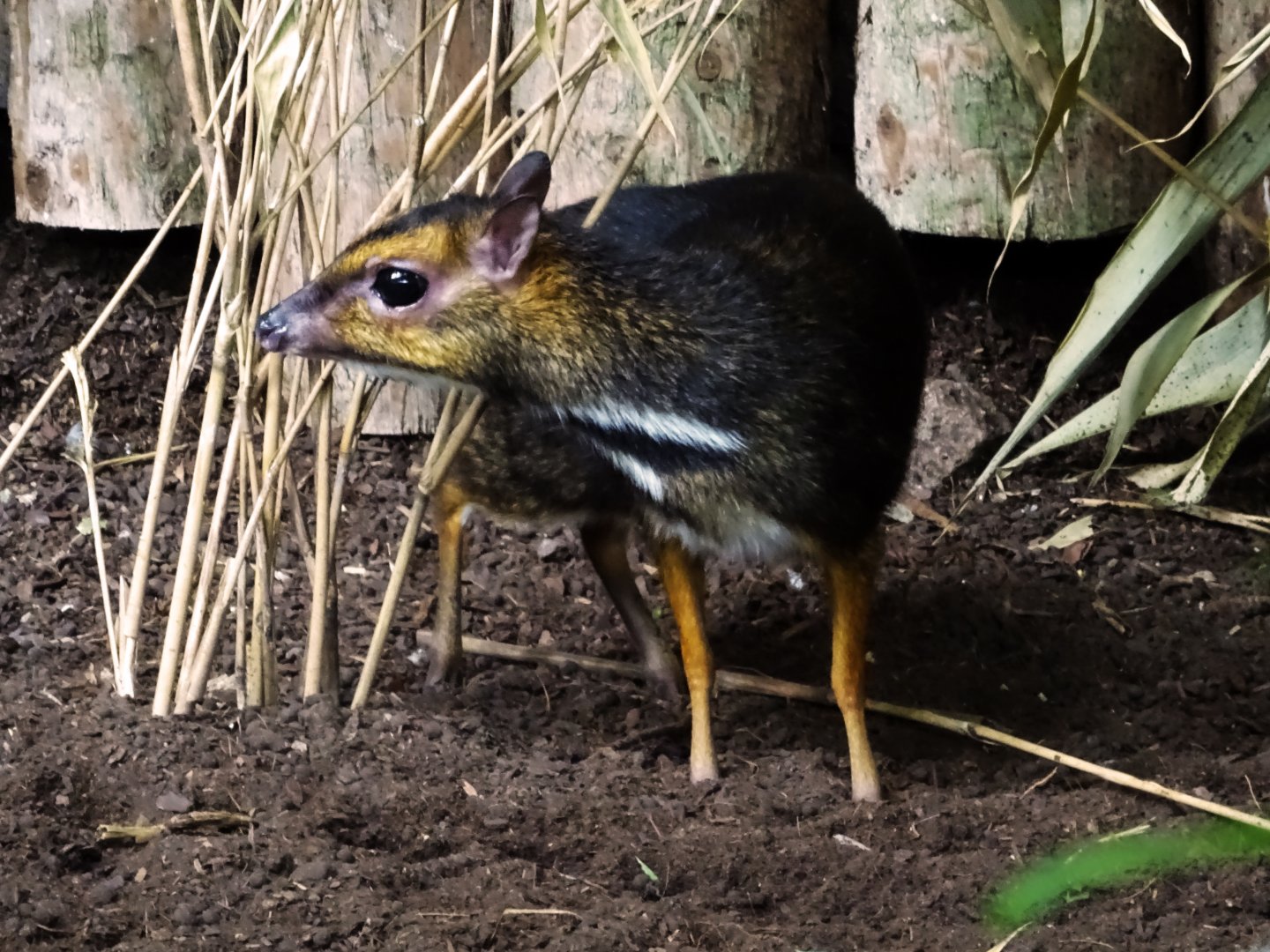 Philippine Mouse Deer, July 2019